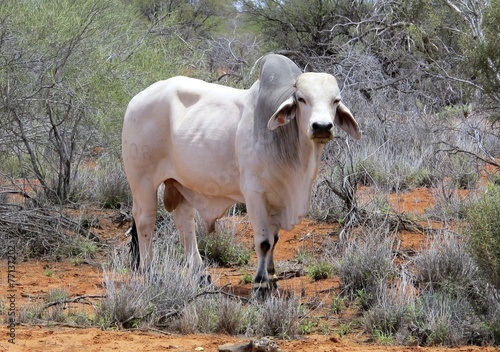 Braham cow