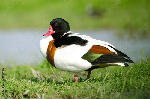 Common shelduck (Tadorna tadorna) resting