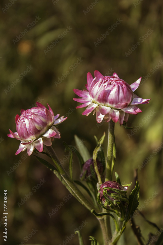 Paper Flowers Of Phu Tabberk Phetchabun Thailand. Paper Flowers Of Phu Tabberk Phetchabun Thailand.