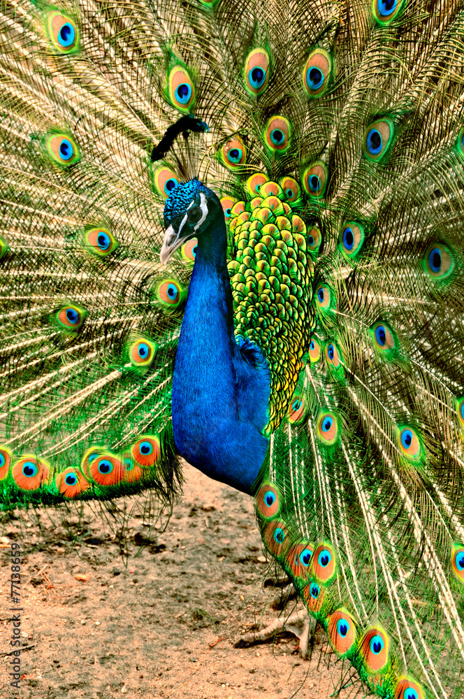 Obraz premium Portrait of beautiful peacock with feathers out