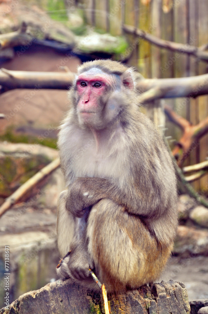 pensive monkey. A japanese macaque is looking thoughtful, sittin