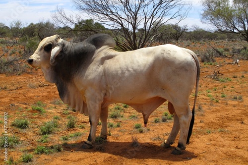 braham cow