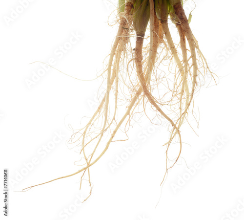 Coriander root , Parsley root , herb, spicy ingredient