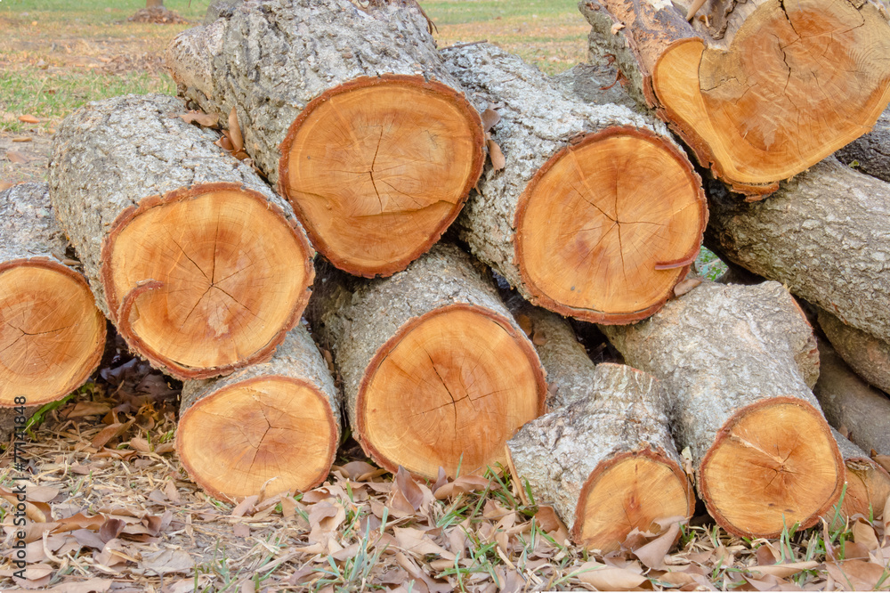 closeup pile of firewood in forest closeup pile of firewood in forest