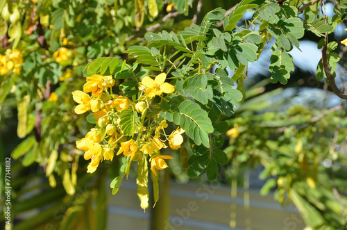 Cassia surattensis - Кассия кустарниковая photo