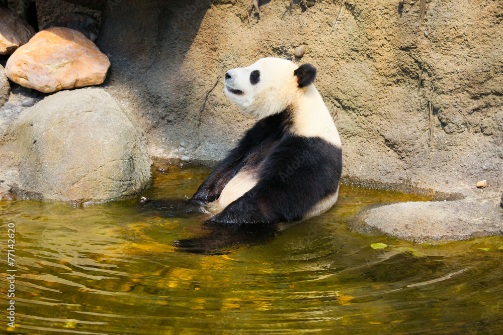 Obraz premium Giant panda sitting in water
