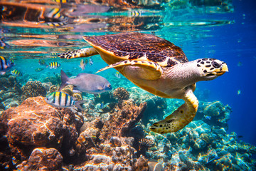 Glasbilder Tieren Karettschildkröte - Eretmochelys imbricata  © Andrei Armiagov