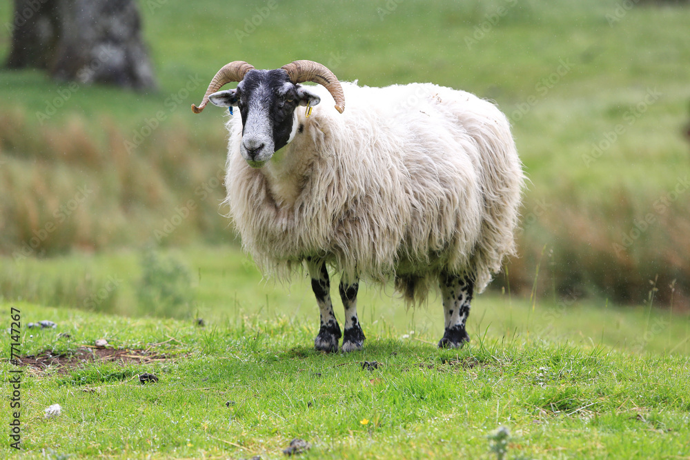 Obraz premium Ram on the meadow