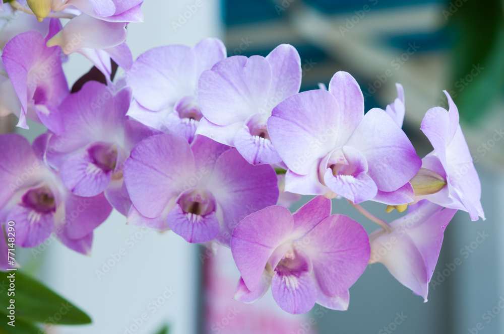 Fototapeta premium Dendrobium orchids