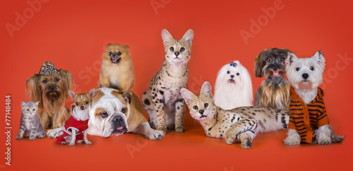 different dogs and cats on a red background isolated