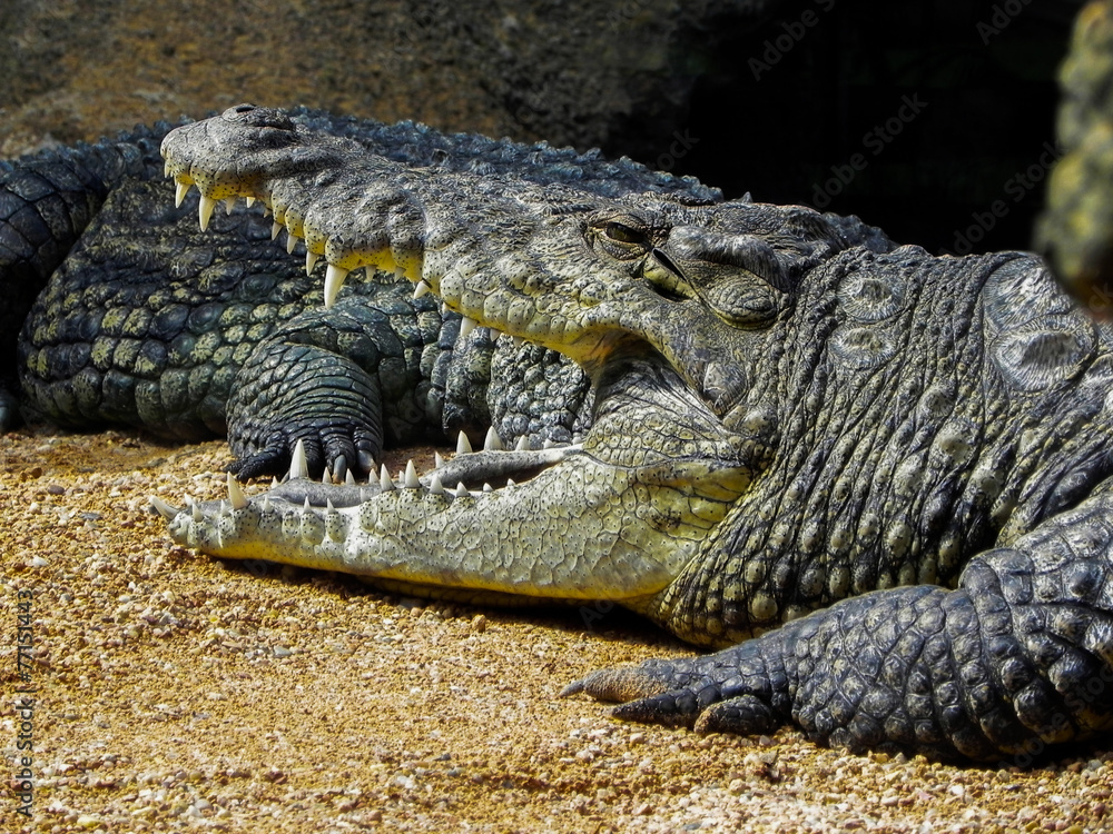 Obraz premium Crocodile