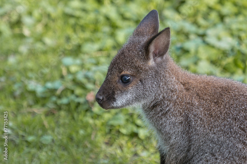 Fototapeta Naklejka Na Ścianę i Meble -  Cute Bennet Kangaroo on a meadow