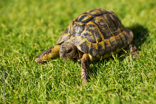 Tourtle Tortoise photo