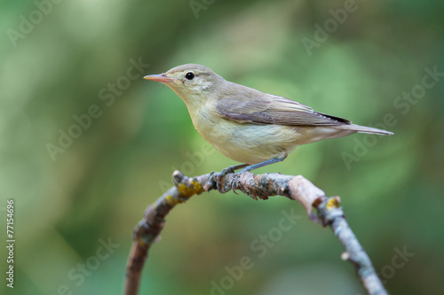 Chiffchaff