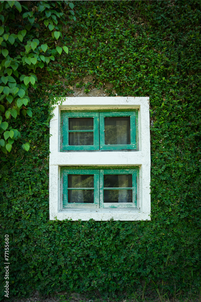 Grass wall with old window.