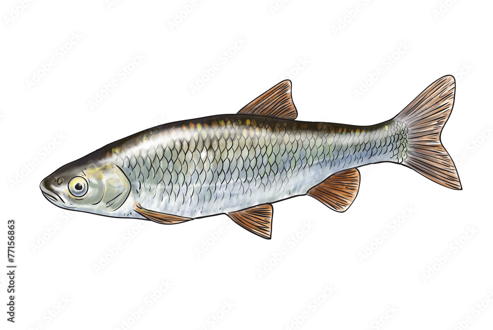 Naklejka premium River fish