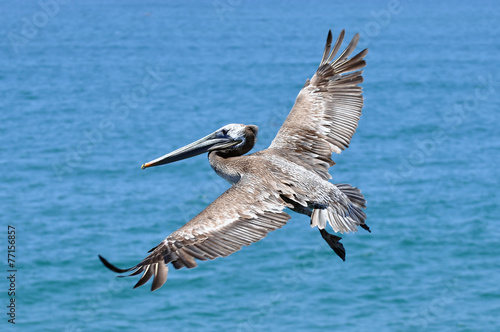 Pelican in flight