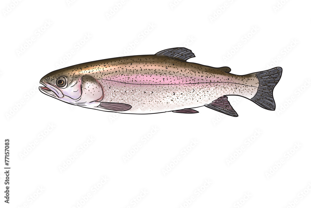 Obraz premium River fish