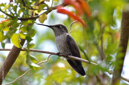 Hummingbird