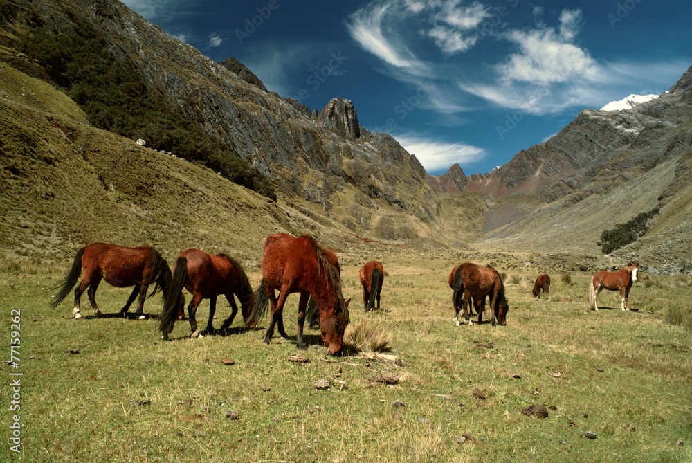 Fototapeta premium Horses in Andes
