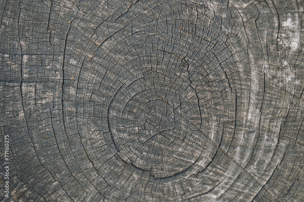 Fototapeta premium Dry wood texture of cut tree