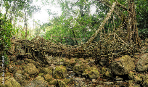 Old root bridge in India photo
