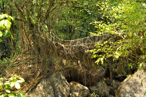Old root bridge in India © michalknitl