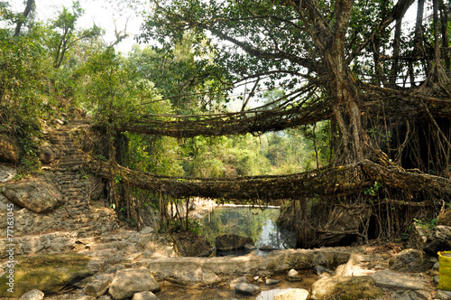 Old root bridge in India