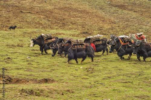 Wallpaper Mural Yaks in Nepal Torontodigital.ca