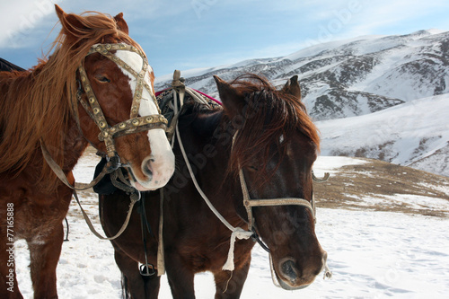 Horses in the snowy mountains. The heads of the horses