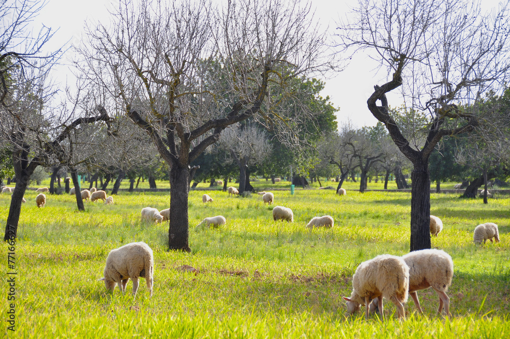 Fototapeta premium Moutons en pâturage, bergerie, Majorque, îles Baléares