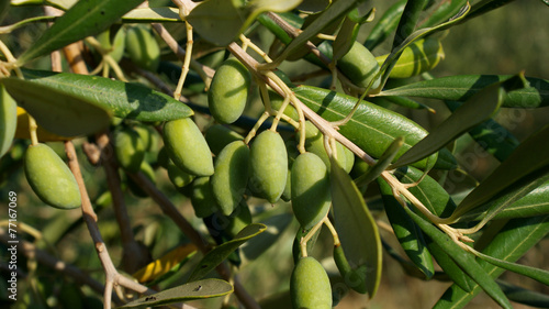 Drzewo oliwne, Grecja