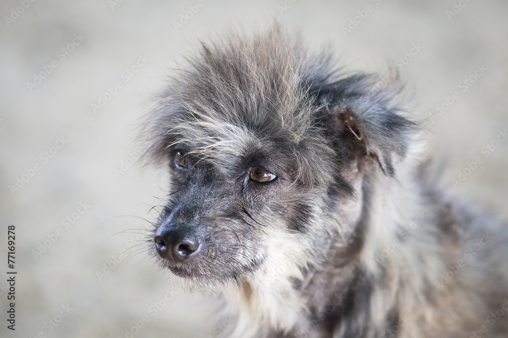 little dog