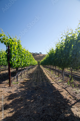 Row of grapevines in Summer sun