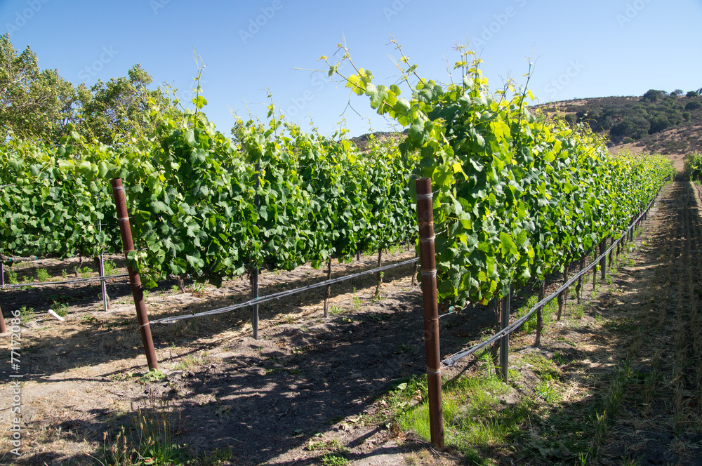 Young Vines of California