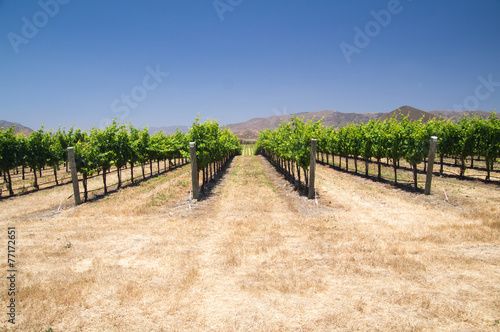 Grapevines in Califonia