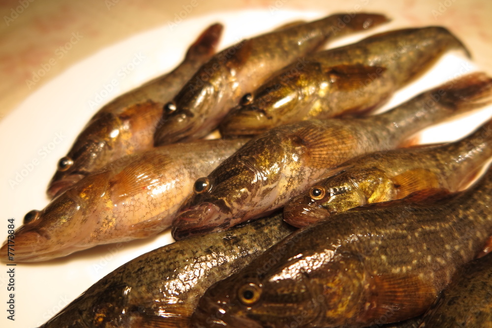 Freshly caught Chinese sleepers (Perccottus glenii) on a plate Freshly caught Chinese sleepers (Perccottus glenii) on a plate