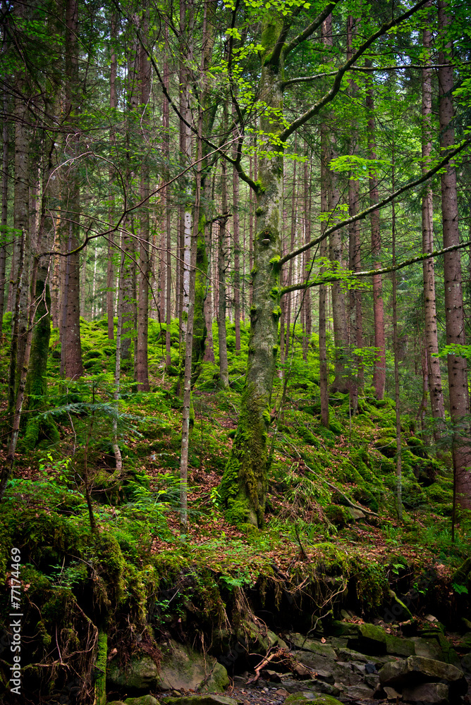 Fototapeta premium Forest in the mountains