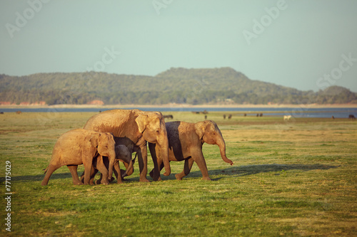 Elephants family on their walk