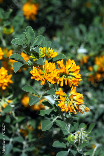 Medicago arborea photo