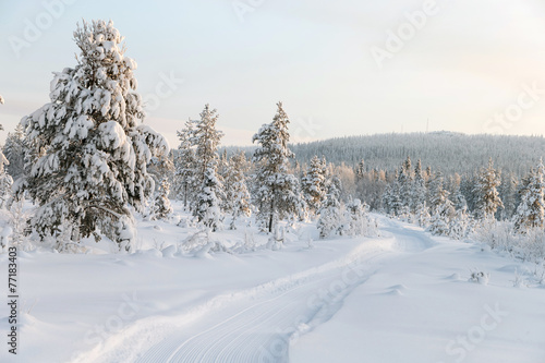 Snow covered trees in a winter landscape