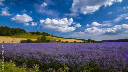 Foto Purple Flax field in Hampshire