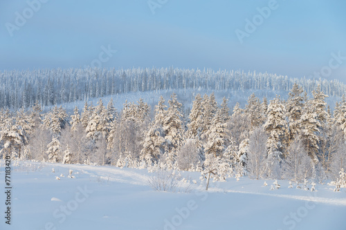 Snow covered trees in a winter landscape