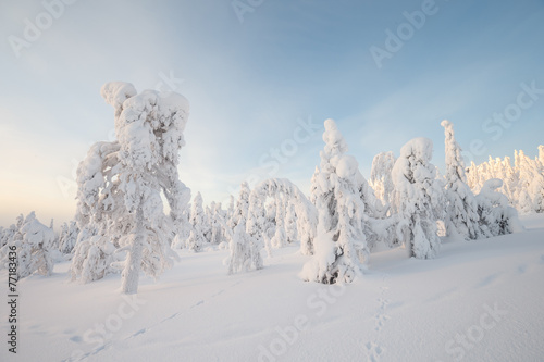 Wallpaper Mural Winter wonderland at lapland Finland Torontodigital.ca