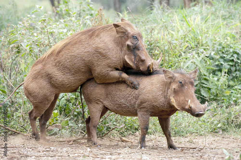 Kenya, Nairobi Africa warthogs mating. Kenya, Nairobi Africa warthogs mating.