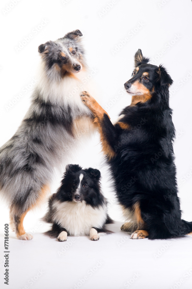 Fototapeta premium Shelties und Mini-Aussie im Studio