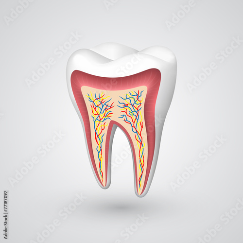 Vector tooth sectional