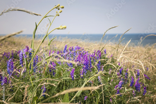 Cuadro en lienzo Wildflowers on Prince Edward Island