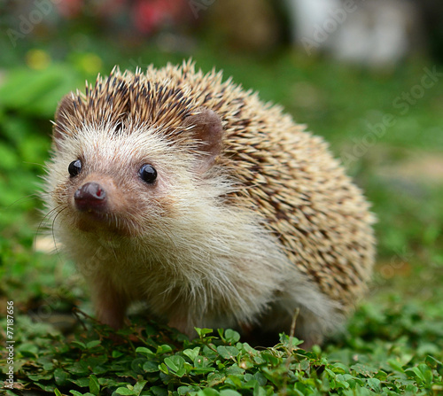 Canvastavla Hedgehog