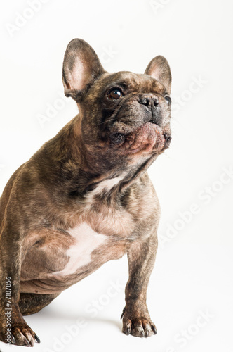 Französische Bulldogge © danielajuwan